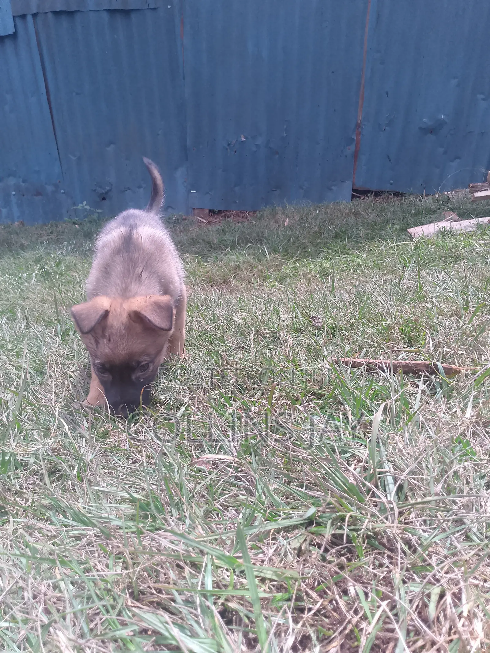 1-3 months Male Mixed Breed German Shepherd