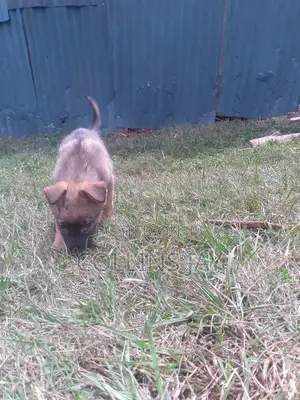 1-3 months Male Mixed Breed German Shepherd