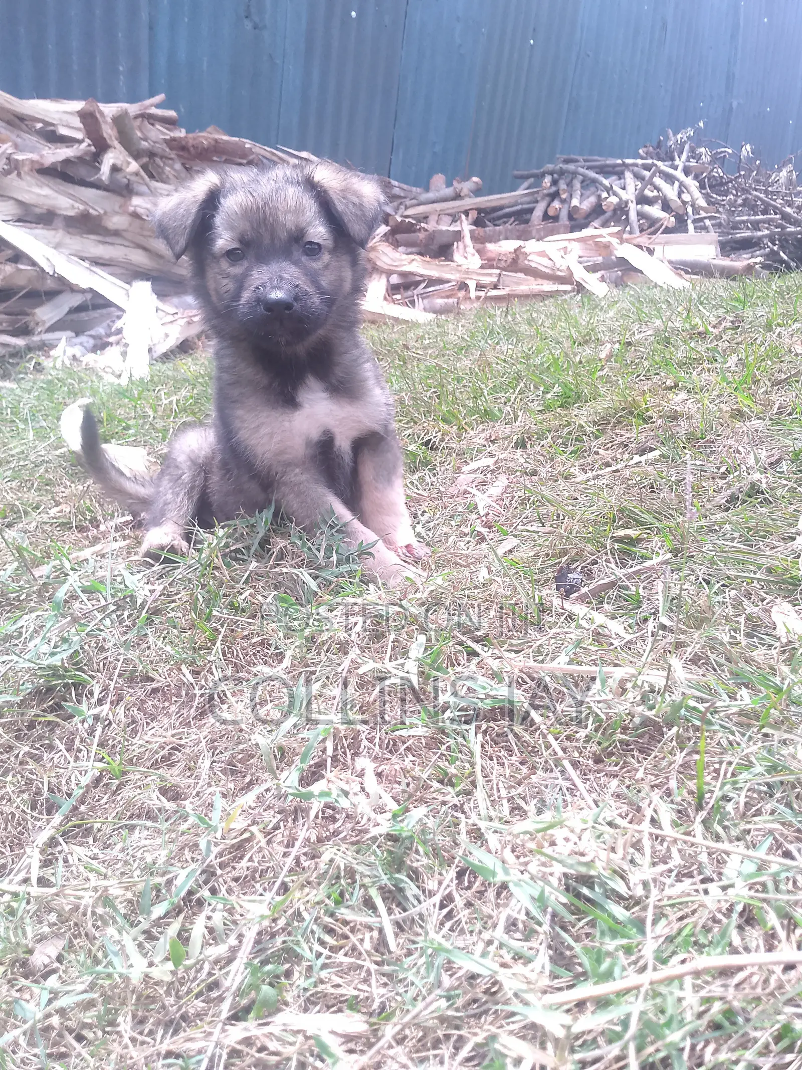 1-3 months Male Mixed Breed German Shepherd