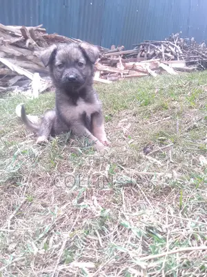 1-3 months Male Mixed Breed German Shepherd