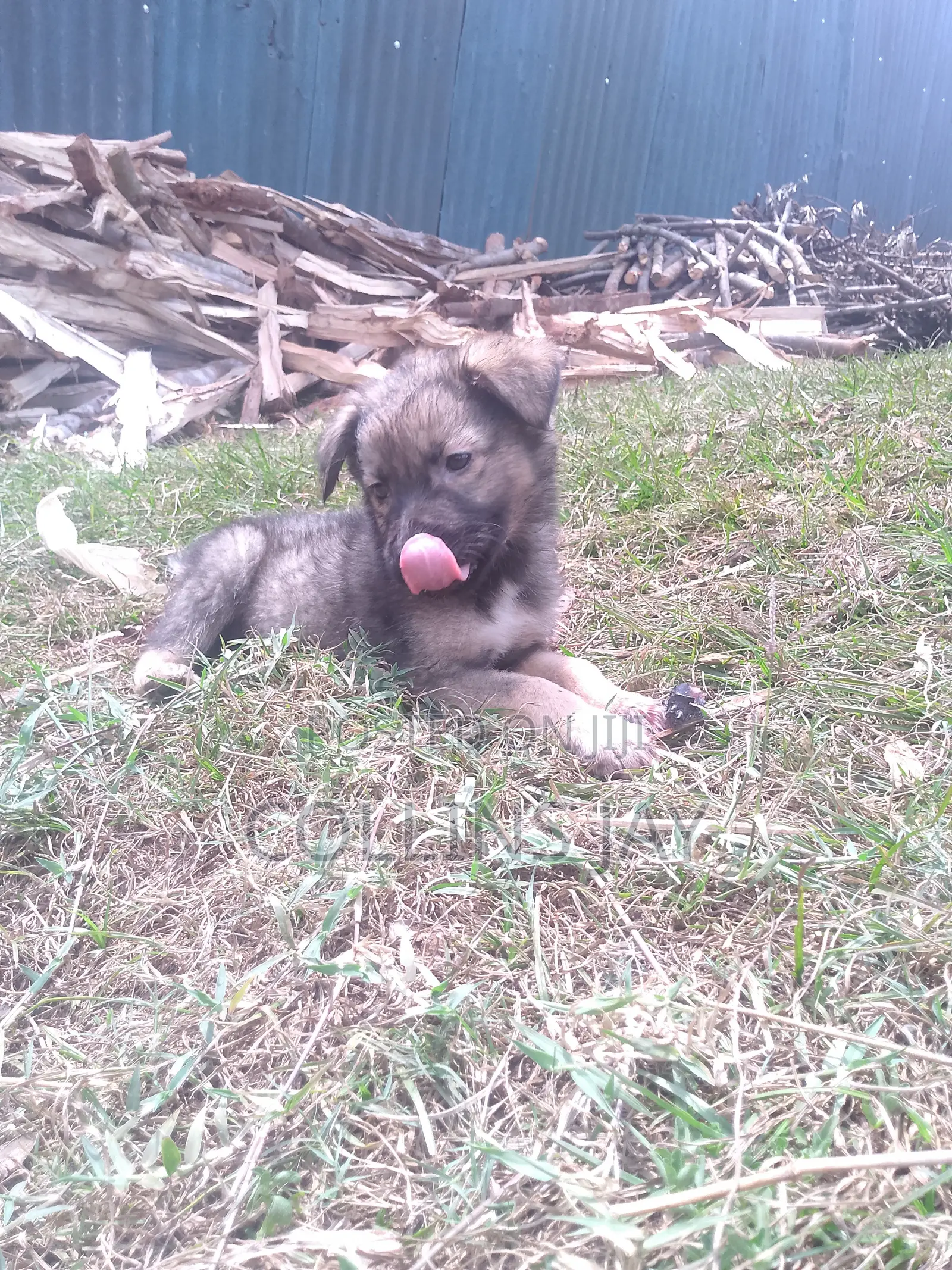 1-3 months Male Mixed Breed German Shepherd