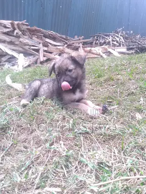 1-3 months Male Mixed Breed German Shepherd