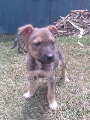 1-3 months Male Mixed Breed German Shepherd