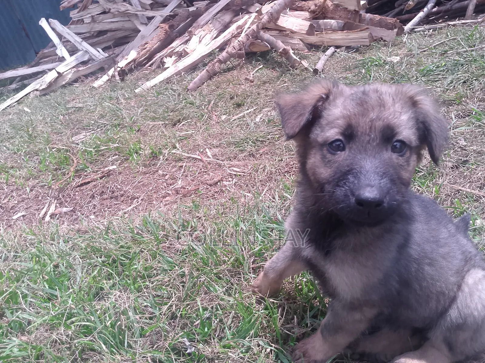 1-3 months Male Mixed Breed German Shepherd