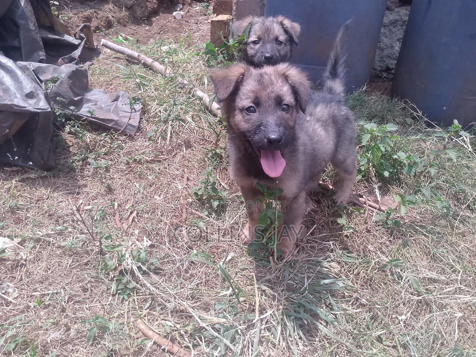 1-3 months Male Mixed Breed German Shepherd