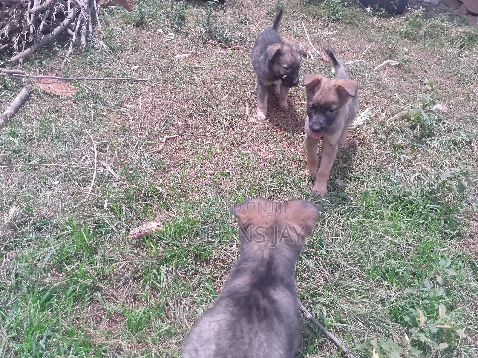 1-3 months Male Mixed Breed German Shepherd