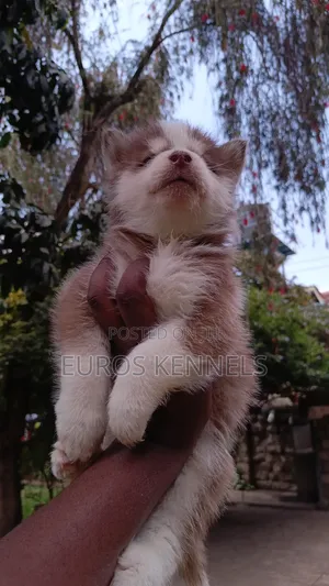 1-3 months Male Purebred Siberian Husky