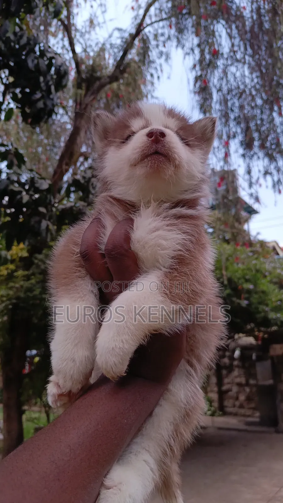 1-3 months Male Purebred Siberian Husky