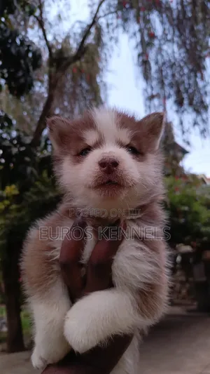 1-3 months Male Purebred Siberian Husky