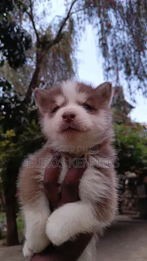 1-3 months Male Purebred Siberian Husky