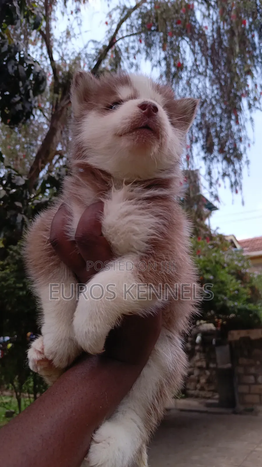 1-3 months Male Purebred Siberian Husky