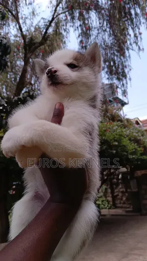 1-3 months Male Purebred Siberian Husky