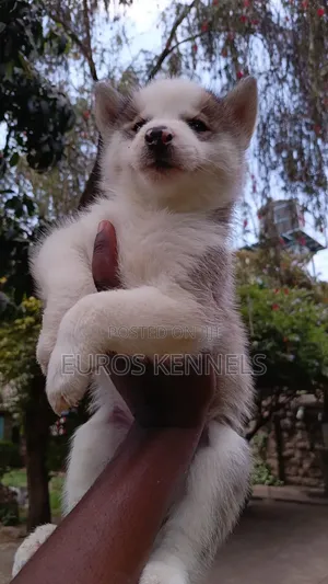 1-3 months Male Purebred Siberian Husky