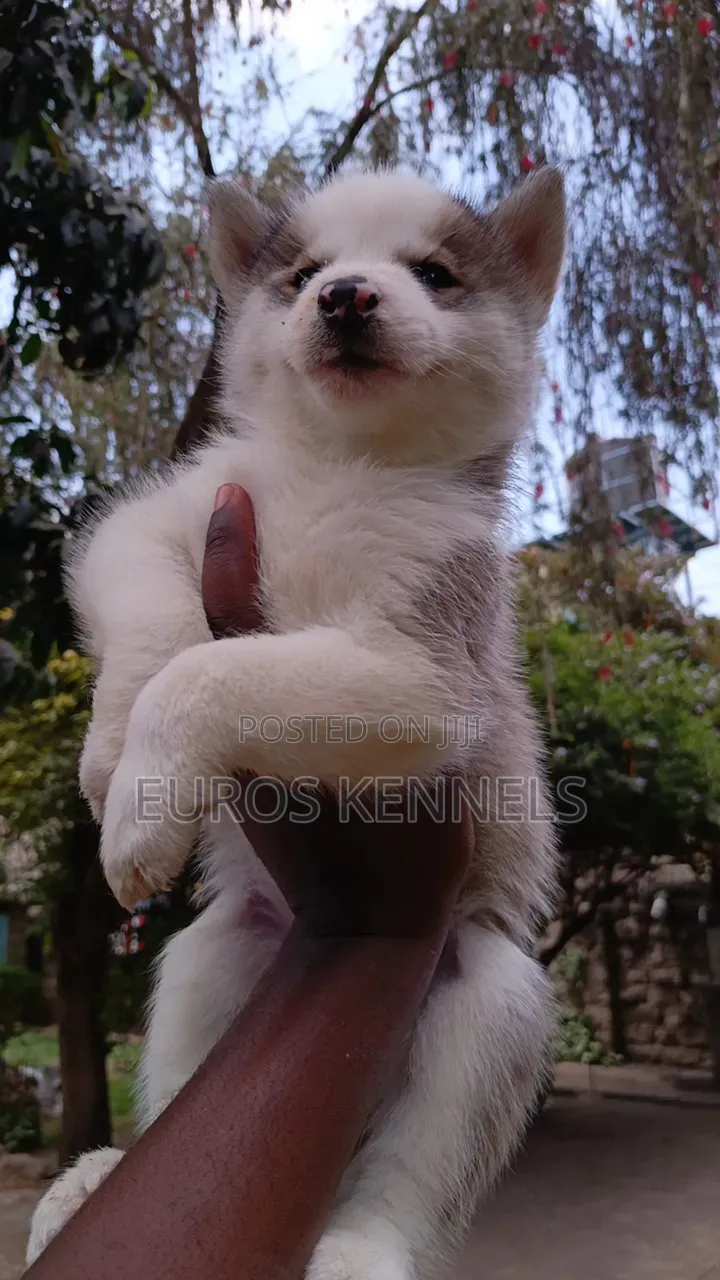 1-3 months Male Purebred Siberian Husky