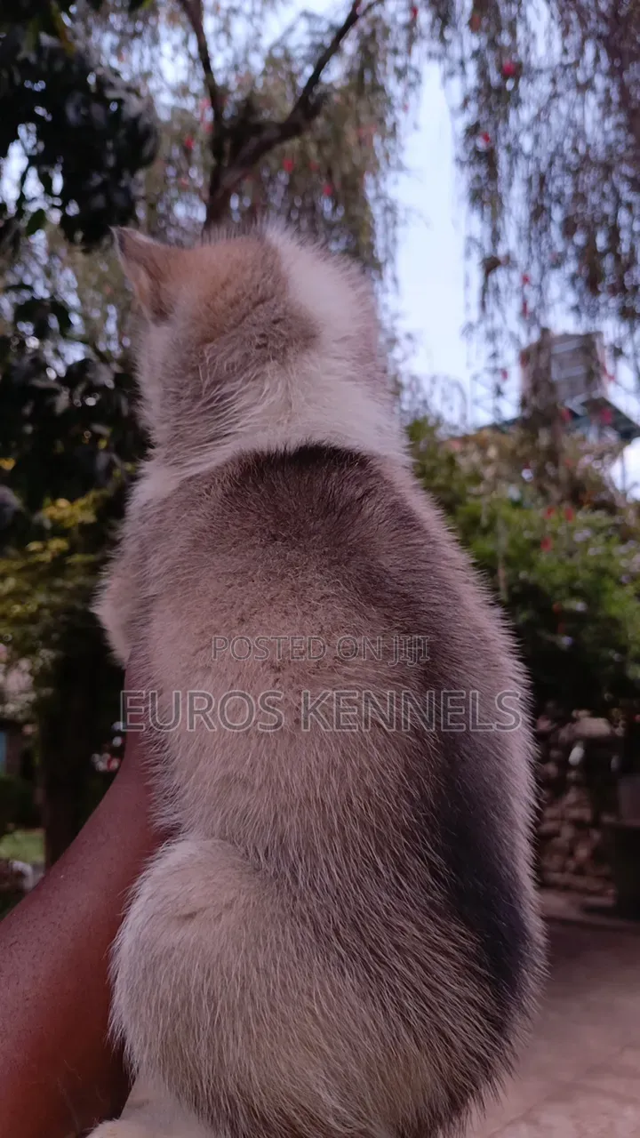 1-3 months Male Purebred Siberian Husky