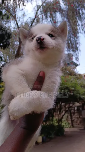1-3 months Male Purebred Siberian Husky