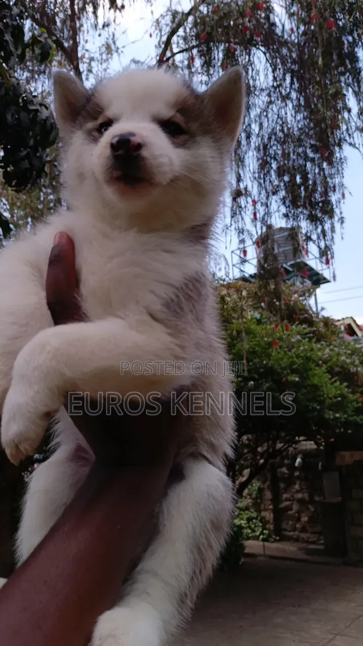 1-3 months Male Purebred Siberian Husky