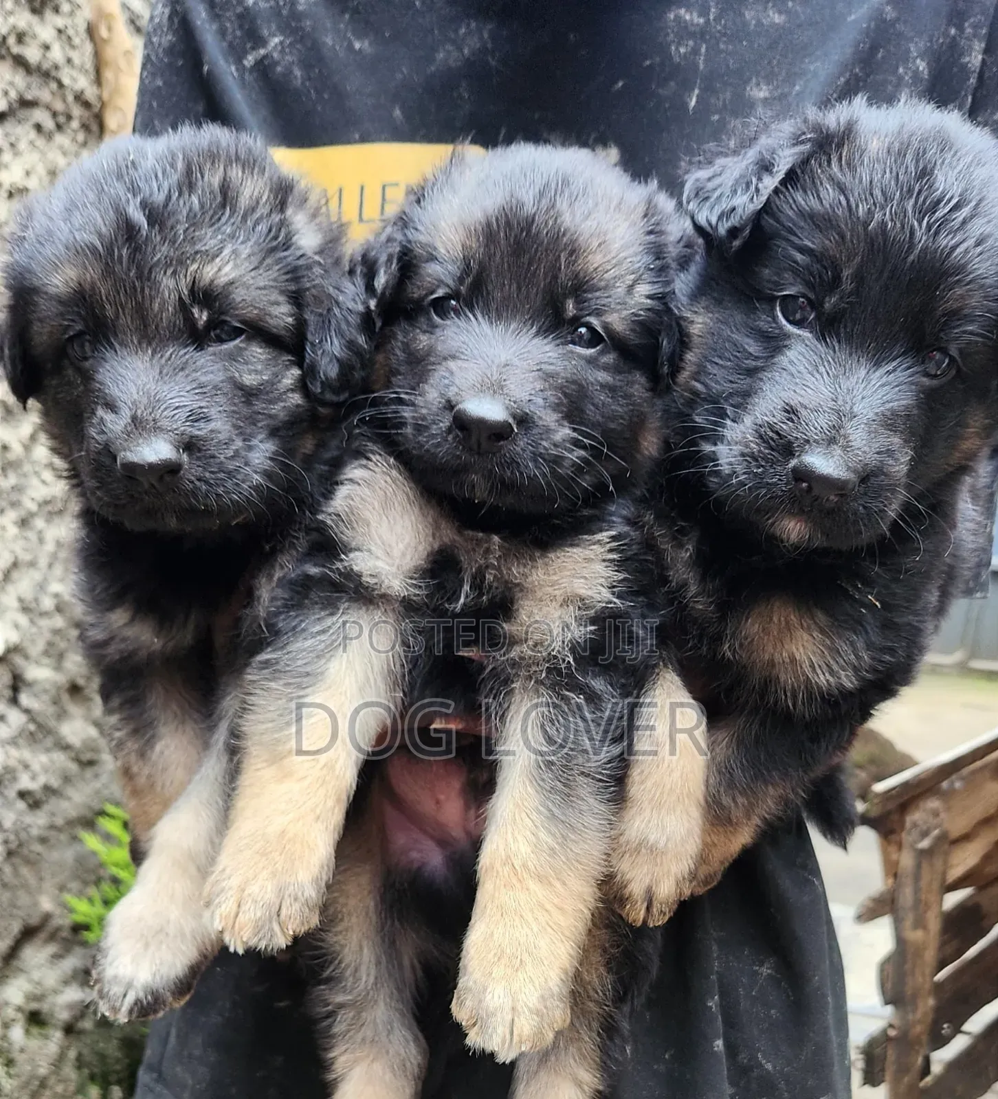 1-3 months Male Purebred German Shepherd