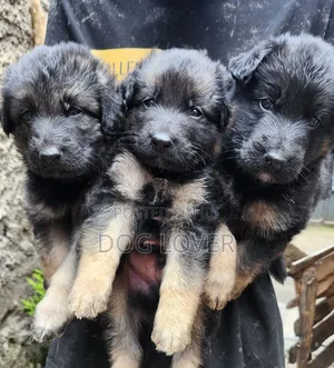 1-3 months Male Purebred German Shepherd