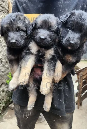 1-3 months Male Purebred German Shepherd