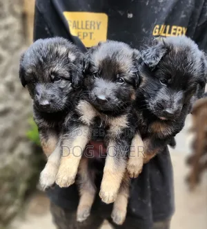 1-3 months Male Purebred German Shepherd