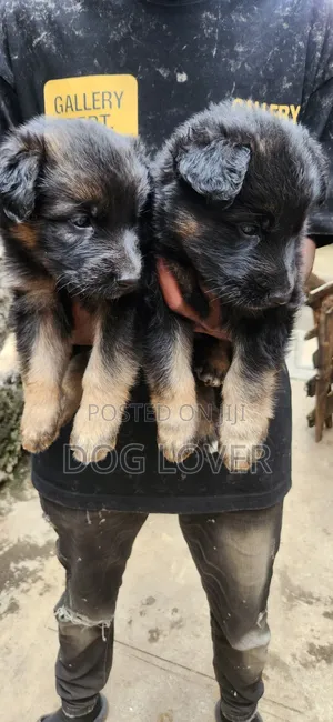 1-3 months Male Purebred German Shepherd