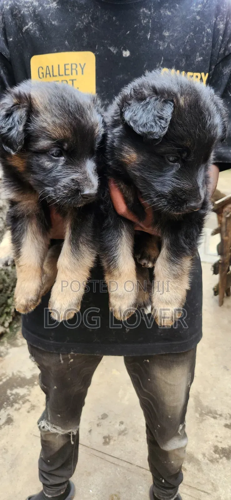1-3 months Male Purebred German Shepherd