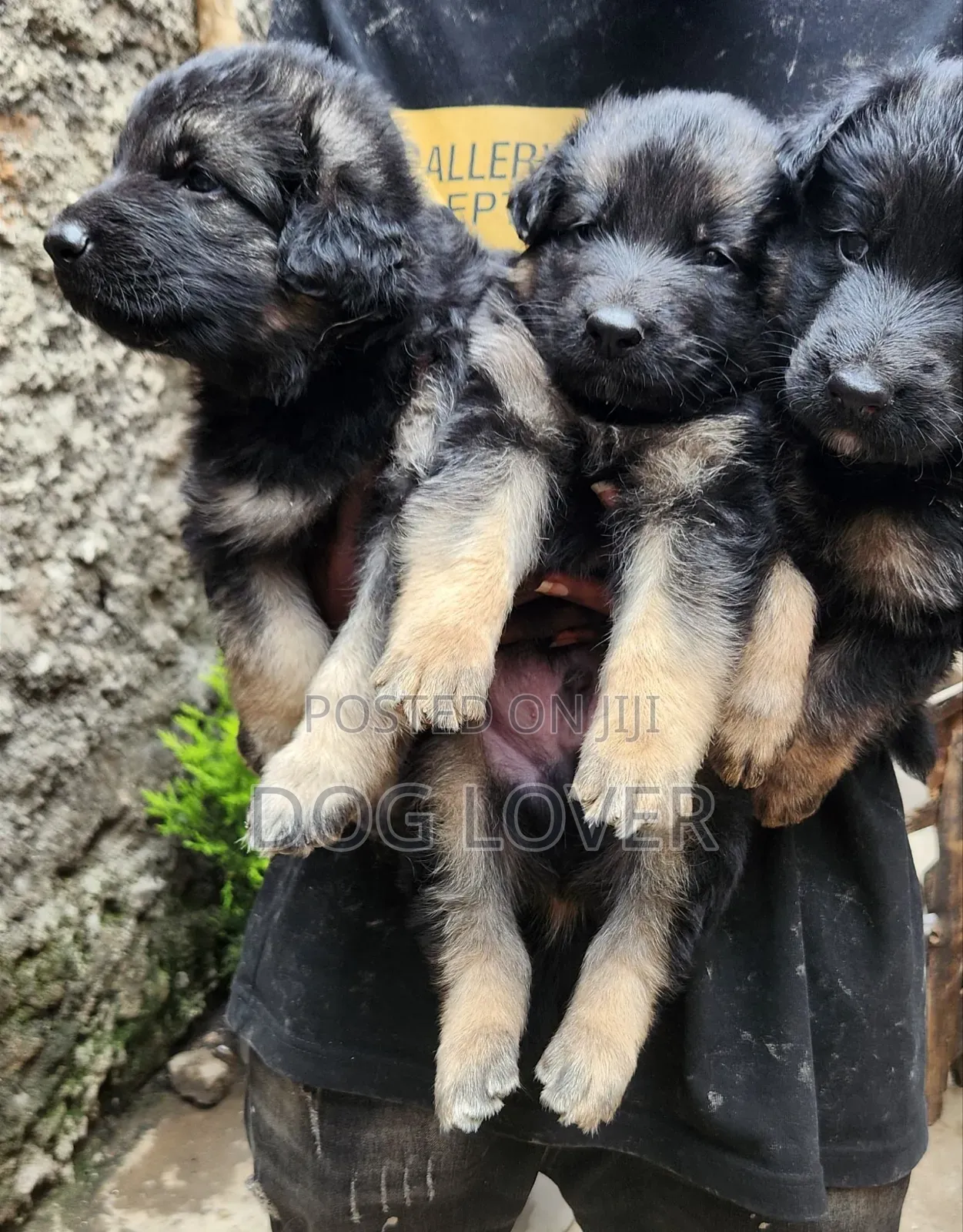 1-3 months Male Purebred German Shepherd