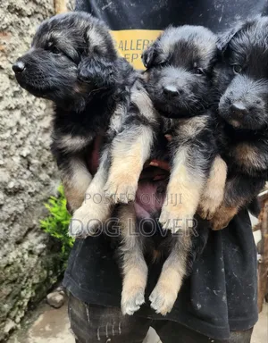 1-3 months Male Purebred German Shepherd