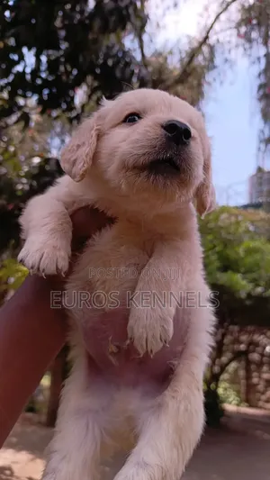 1-3 months Male Purebred Golden Retriever
