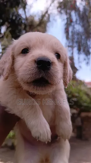 1-3 months Male Purebred Golden Retriever
