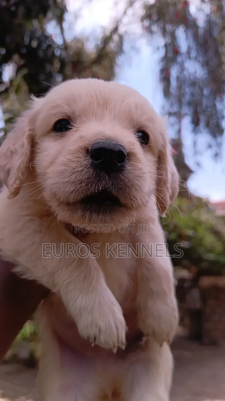 1-3 months Male Purebred Golden Retriever