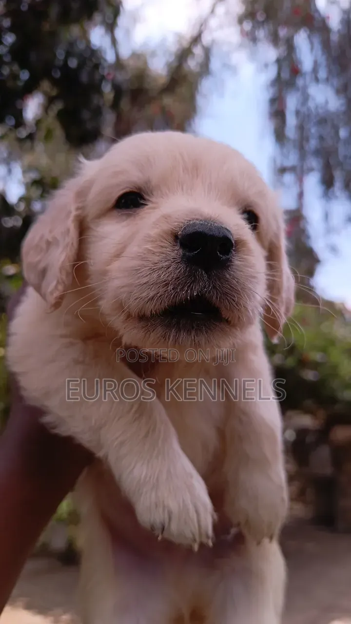 1-3 months Male Purebred Golden Retriever