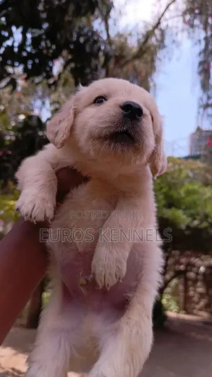 1-3 months Male Purebred Golden Retriever