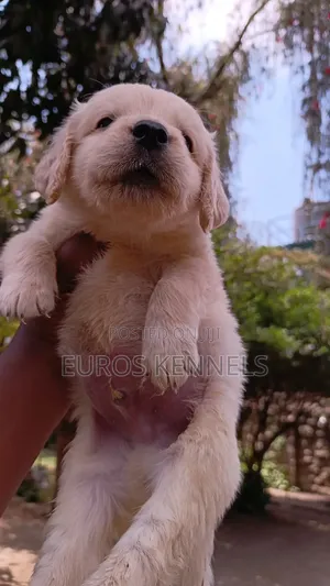 1-3 months Male Purebred Golden Retriever