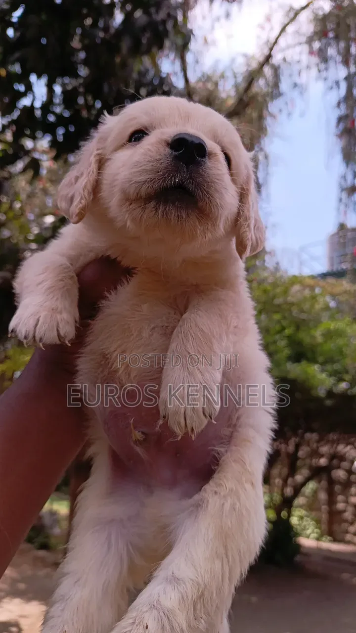 1-3 months Male Purebred Golden Retriever