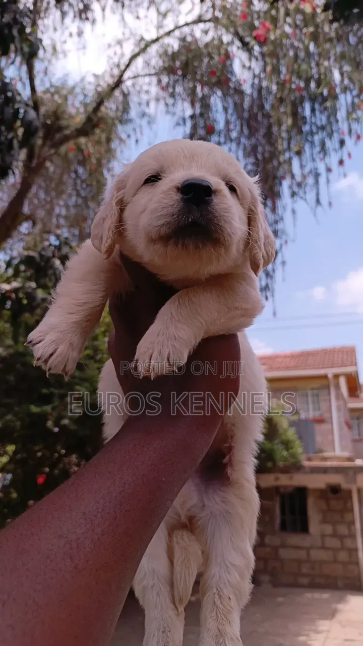 1-3 months Male Purebred Golden Retriever