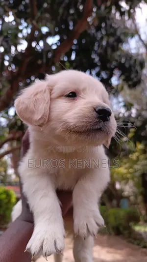 1-3 months Female Purebred Golden Retriever