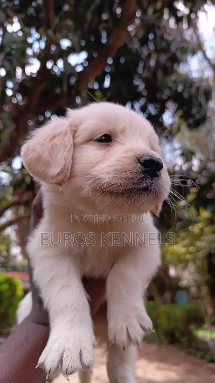 1-3 months Female Purebred Golden Retriever