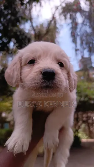 1-3 months Female Purebred Golden Retriever