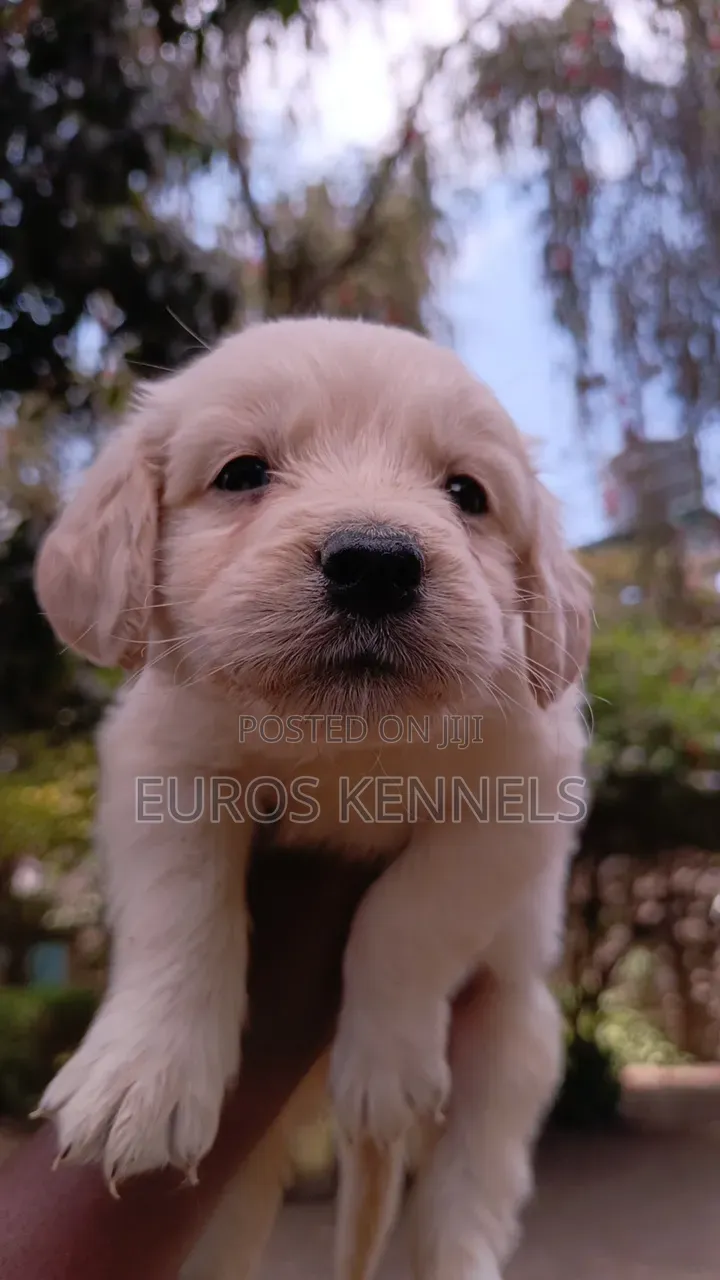 1-3 months Female Purebred Golden Retriever