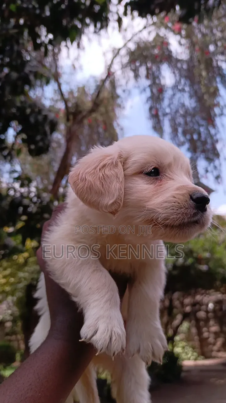 1-3 months Female Purebred Golden Retriever