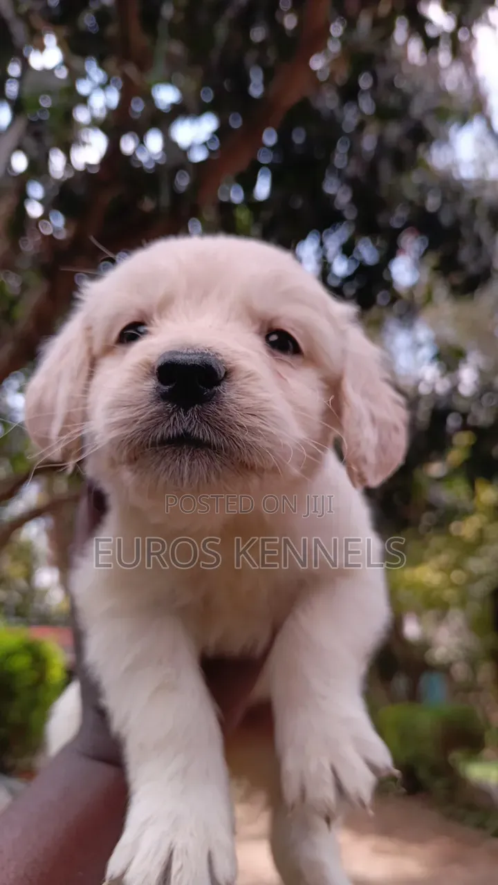 1-3 months Female Purebred Golden Retriever