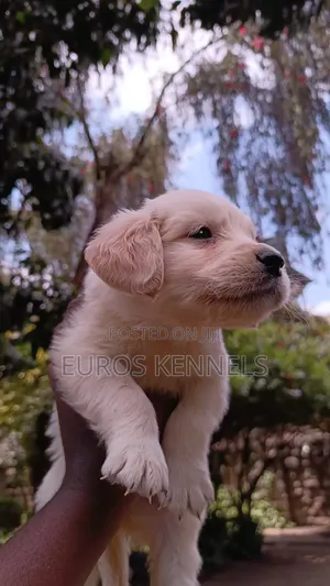 1-3 months Female Purebred Golden Retriever