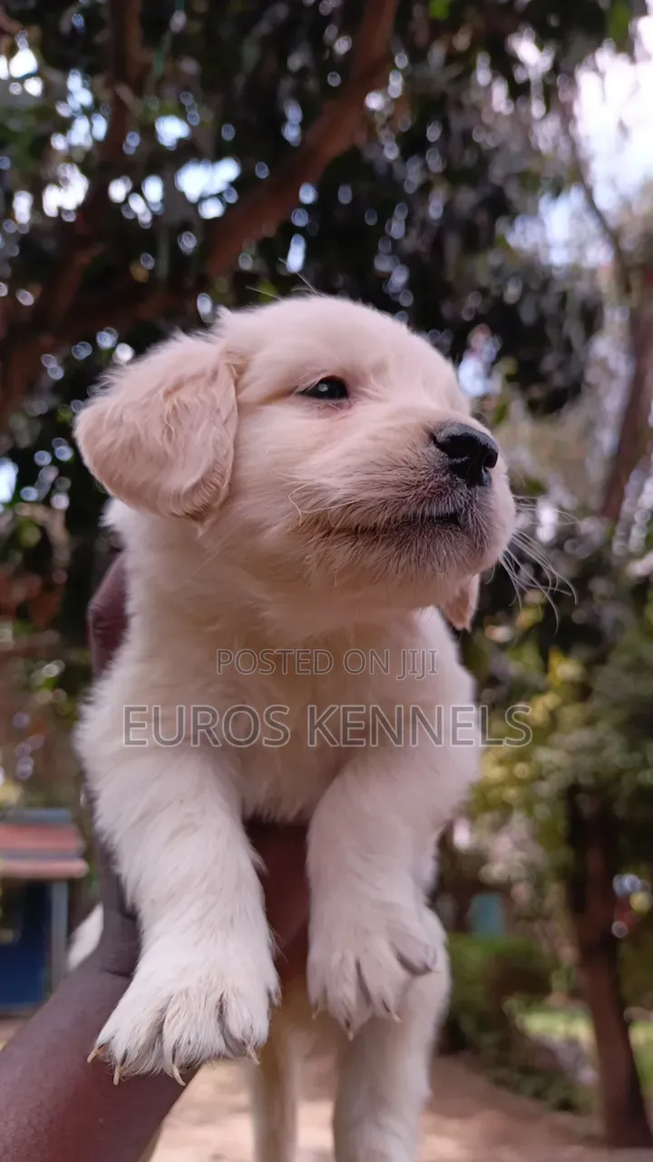 1-3 months Female Purebred Golden Retriever