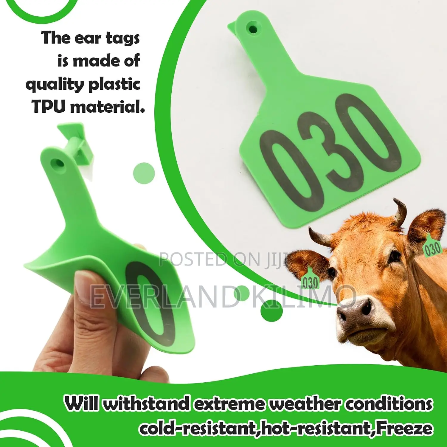 Tagging With Z Tags for Cattle