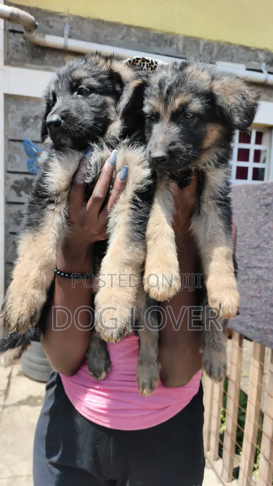 1-3 months Female Purebred German Shepherd