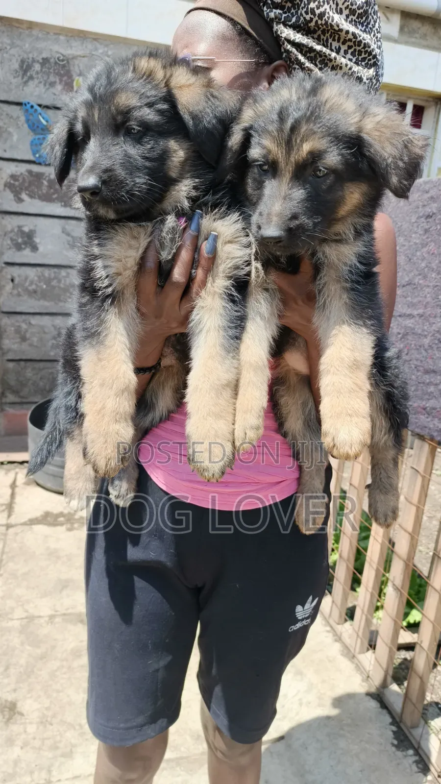 1-3 months Female Purebred German Shepherd