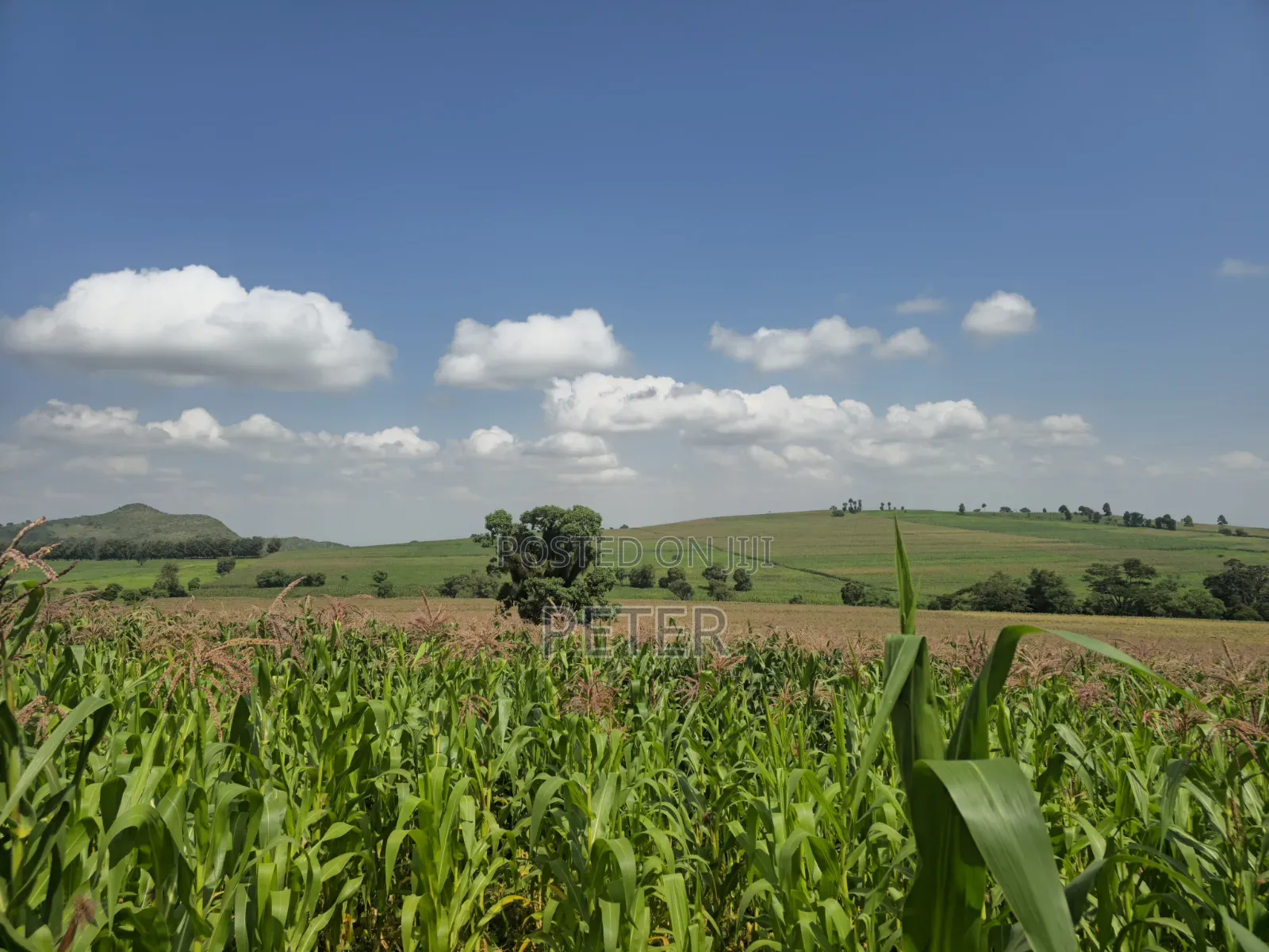 200 Acres for Sale