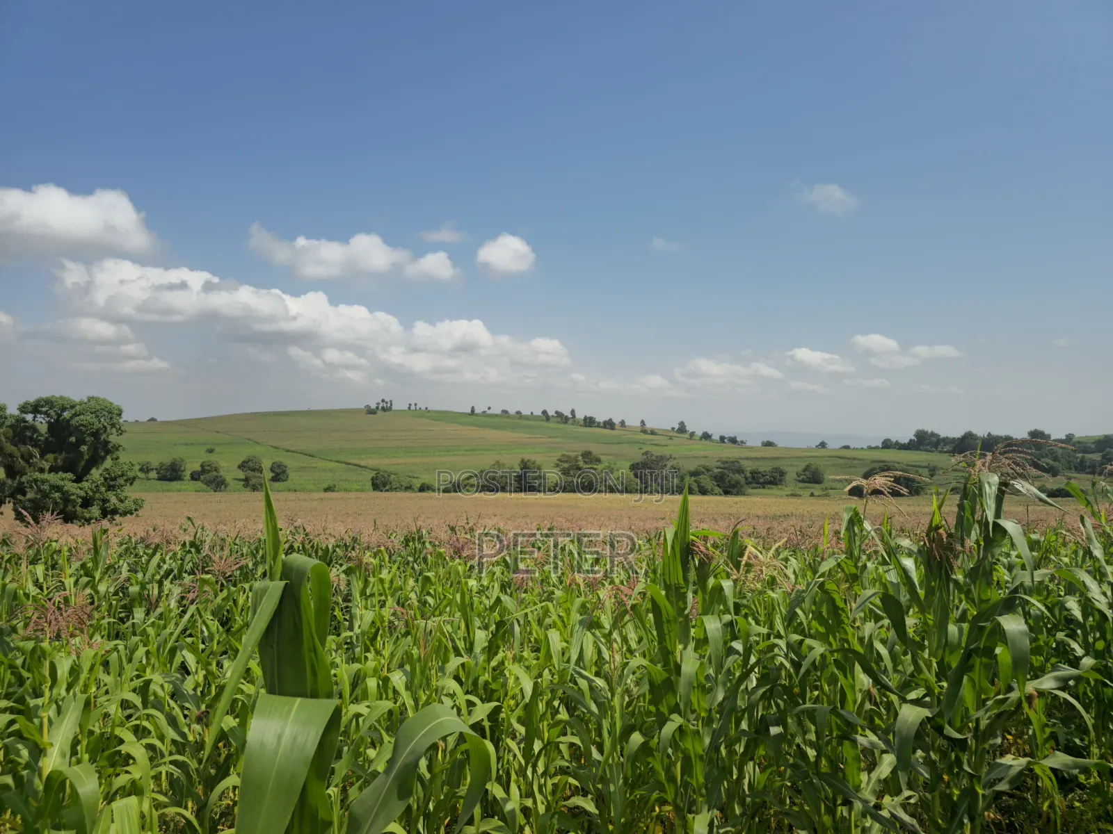 200 Acres for Sale